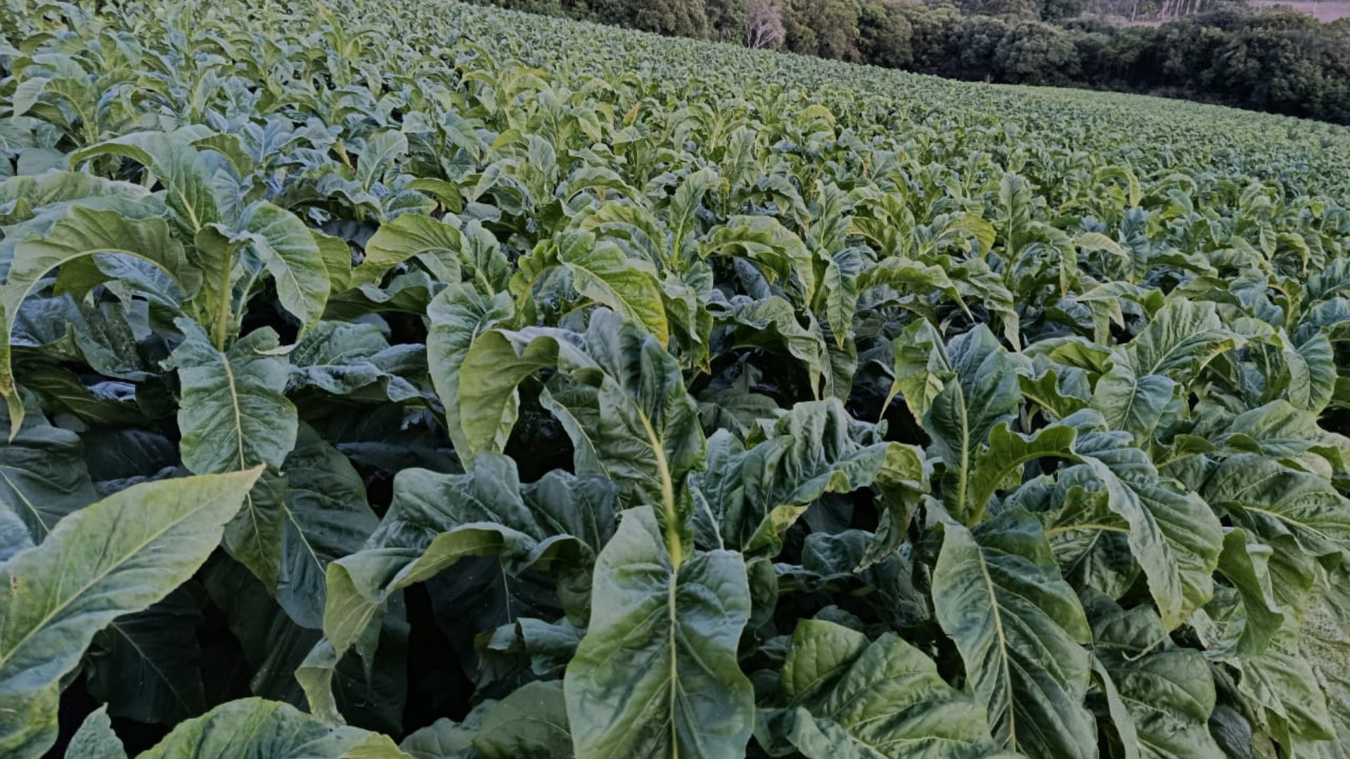 TOBACCO-SITE-2-.png